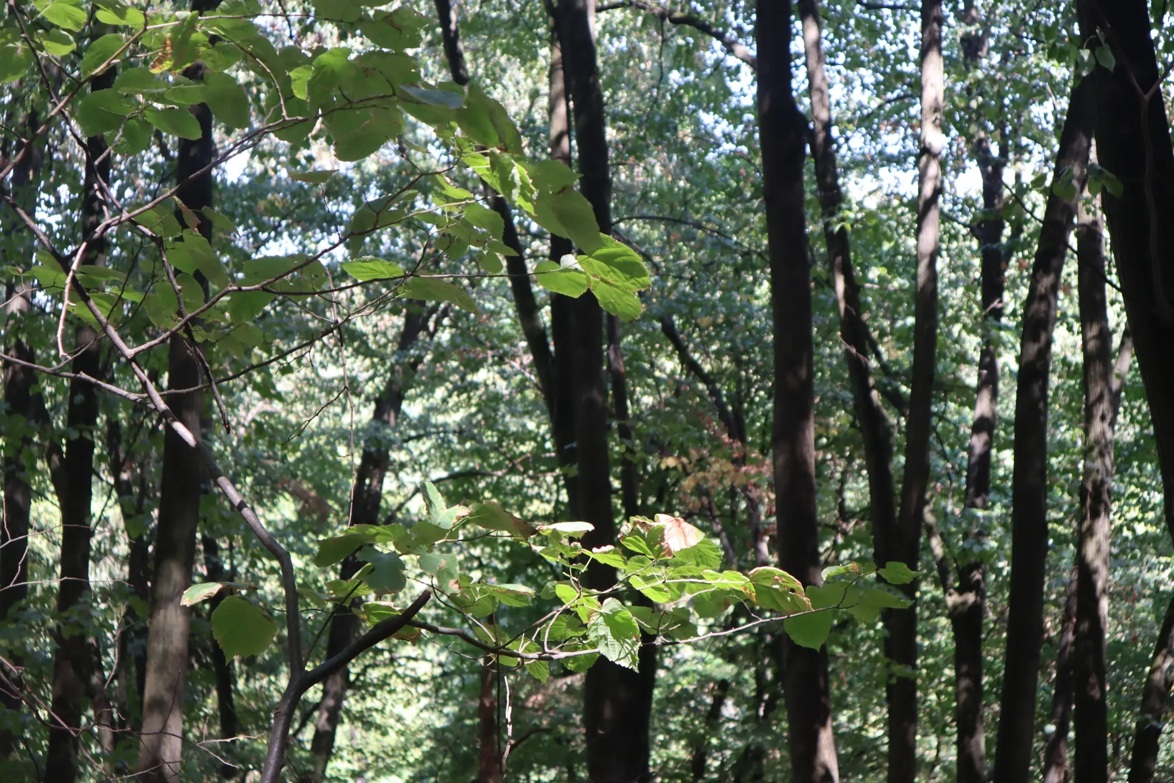 31.507 m² (één perceel) bosgrond, investeringsmogelijkheid en natuurtoevlucht, Regio Vidin - Bulgarije