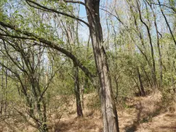 31.507 m² (één perceel) bosgrond, investeringsmogelijkheid en natuurtoevlucht, Regio Vidin - Bulgarije