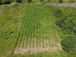 Riesling wijngaard totaal 2.482 m², gelegen in Zell - Cochem - Duitsland