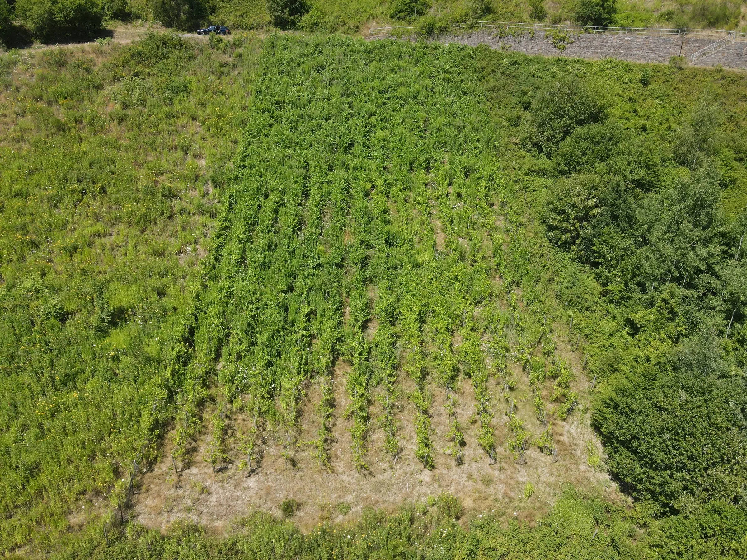 Riesling wijngaard totaal 2.482 m², gelegen in Zell - Cochem - Duitsland