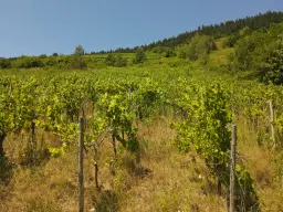 Riesling wijngaard totaal 2.482 m², gelegen in Zell - Cochem - Duitsland