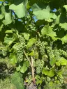 Riesling wijngaard totaal 2.482 m², gelegen in Zell - Cochem - Duitsland