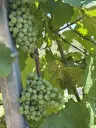 Wijngaard met Riesling van 803 m² perceel nabij Briedel, Cochem - Duitsland