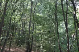Loofbos 113.324 m² in Gorno Ozirovo, Varshets Montana - Bulgarije