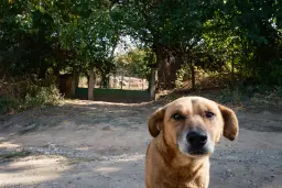 Woning met 2 verdiepingen, bijgebouwen en 2.500 m2 grond in Ostrov-upon-Danube - Bulgarije