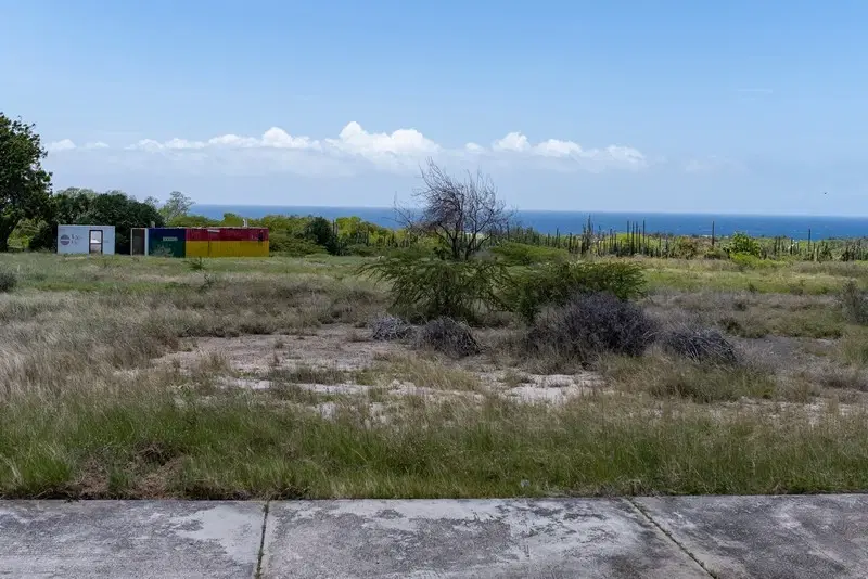 Live veiling - Campo Alegre te Curaçao