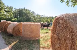 Woning met 2 verdiepingen, bijgebouwen en 2.500 m2 grond in Ostrov-upon-Danube - Bulgarije