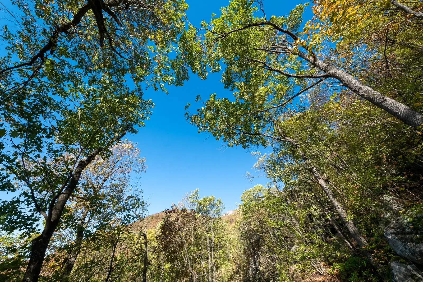 174.932 m2 bosgrond in de regio Belogradchik - Bulgarije