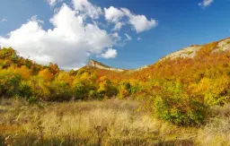 174.932 m2 bosgrond in de regio Belogradchik - Bulgarije