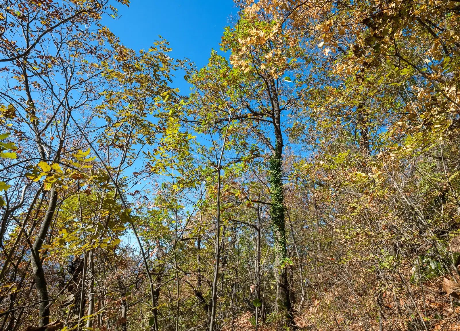 174.932 m2 bosgrond in de regio Belogradchik - Bulgarije