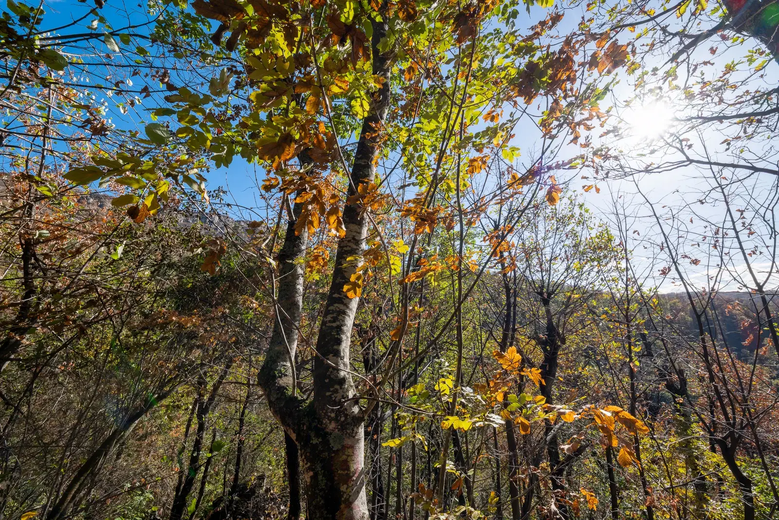 174.932 m2 bosgrond in de regio Belogradchik - Bulgarije