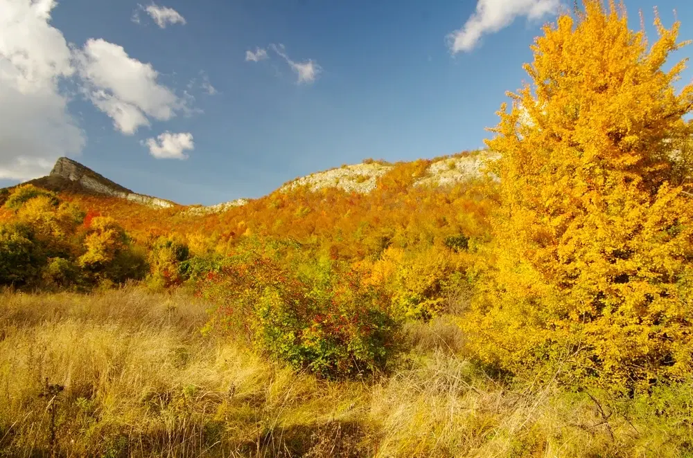 174.932 m2 bosgrond in de regio Belogradchik - Bulgarije