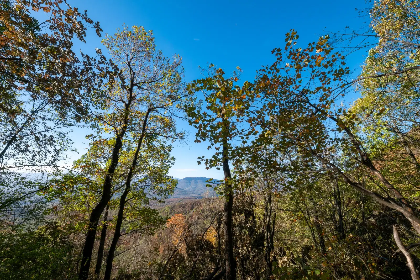 174.932 m2 bosgrond in de regio Belogradchik - Bulgarije