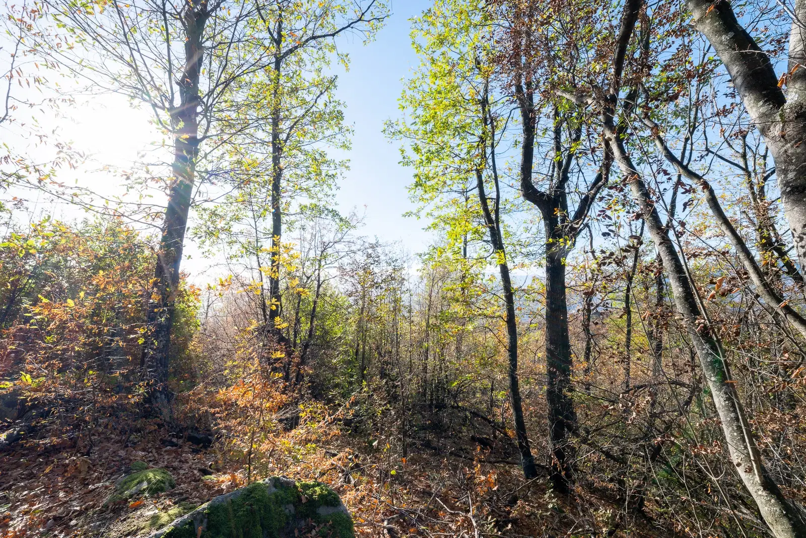 174.932 m2 bosgrond in de regio Belogradchik - Bulgarije