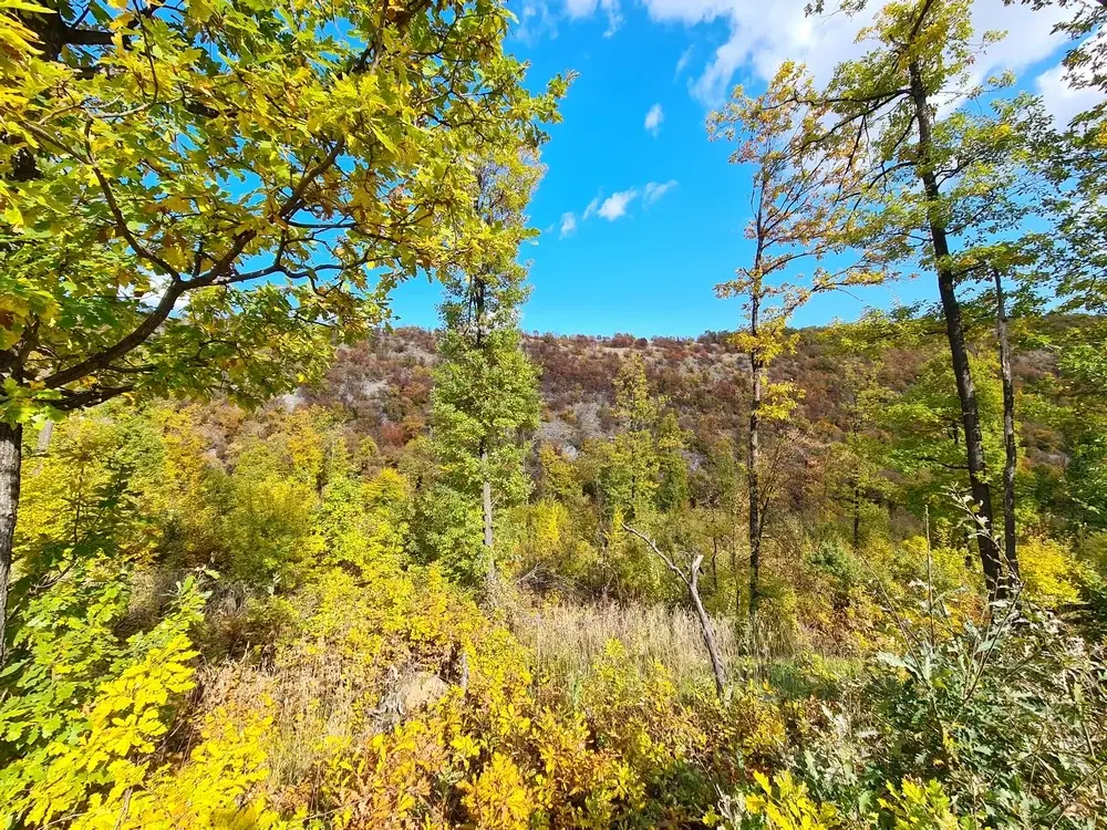 174.932 m2 bosgrond in de regio Belogradchik - Bulgarije