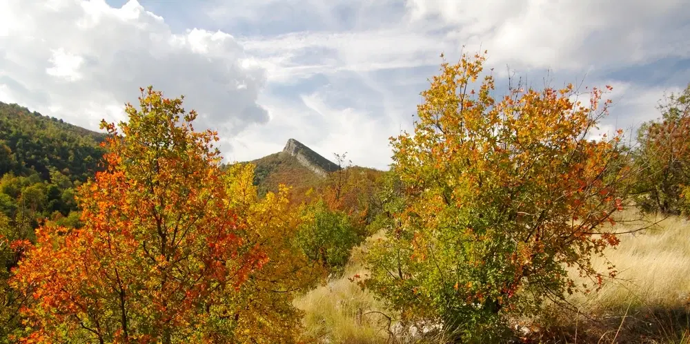 174.932 m2 bosgrond in de regio Belogradchik - Bulgarije