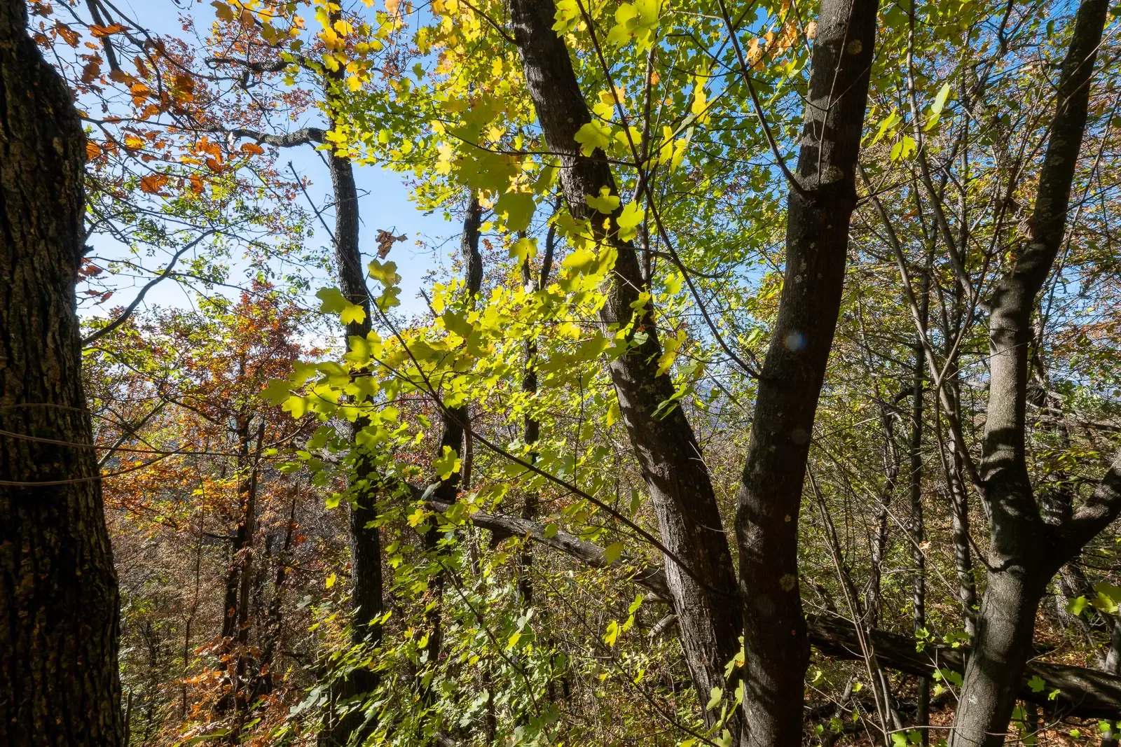 174.932 m2 bosgrond in de regio Belogradchik - Bulgarije