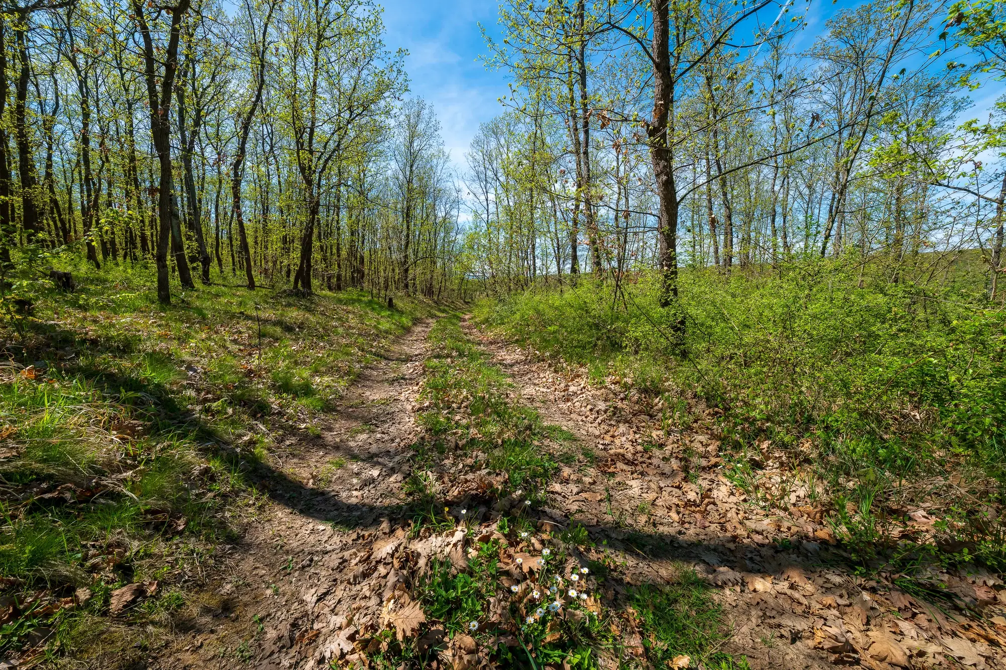 Bosbouwgrond in Makresh, regio Vidin - Bulgarije