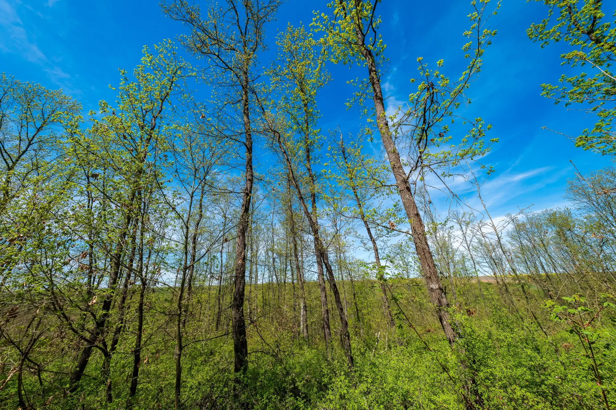 Bosbouwgrond in Makresh, regio Vidin - Bulgarije