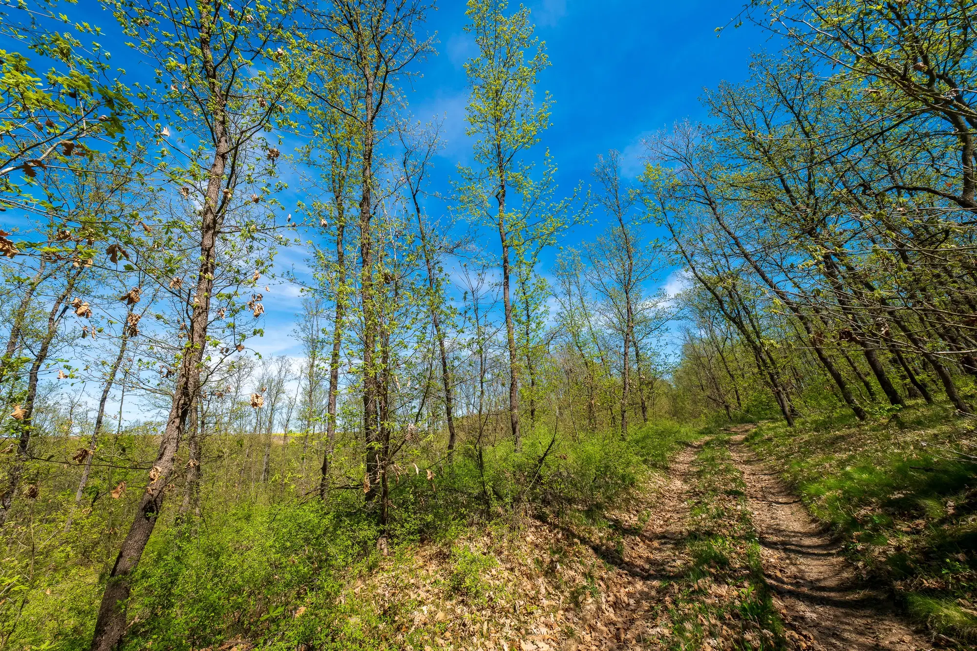 Bosbouwgrond in Makresh, regio Vidin - Bulgarije