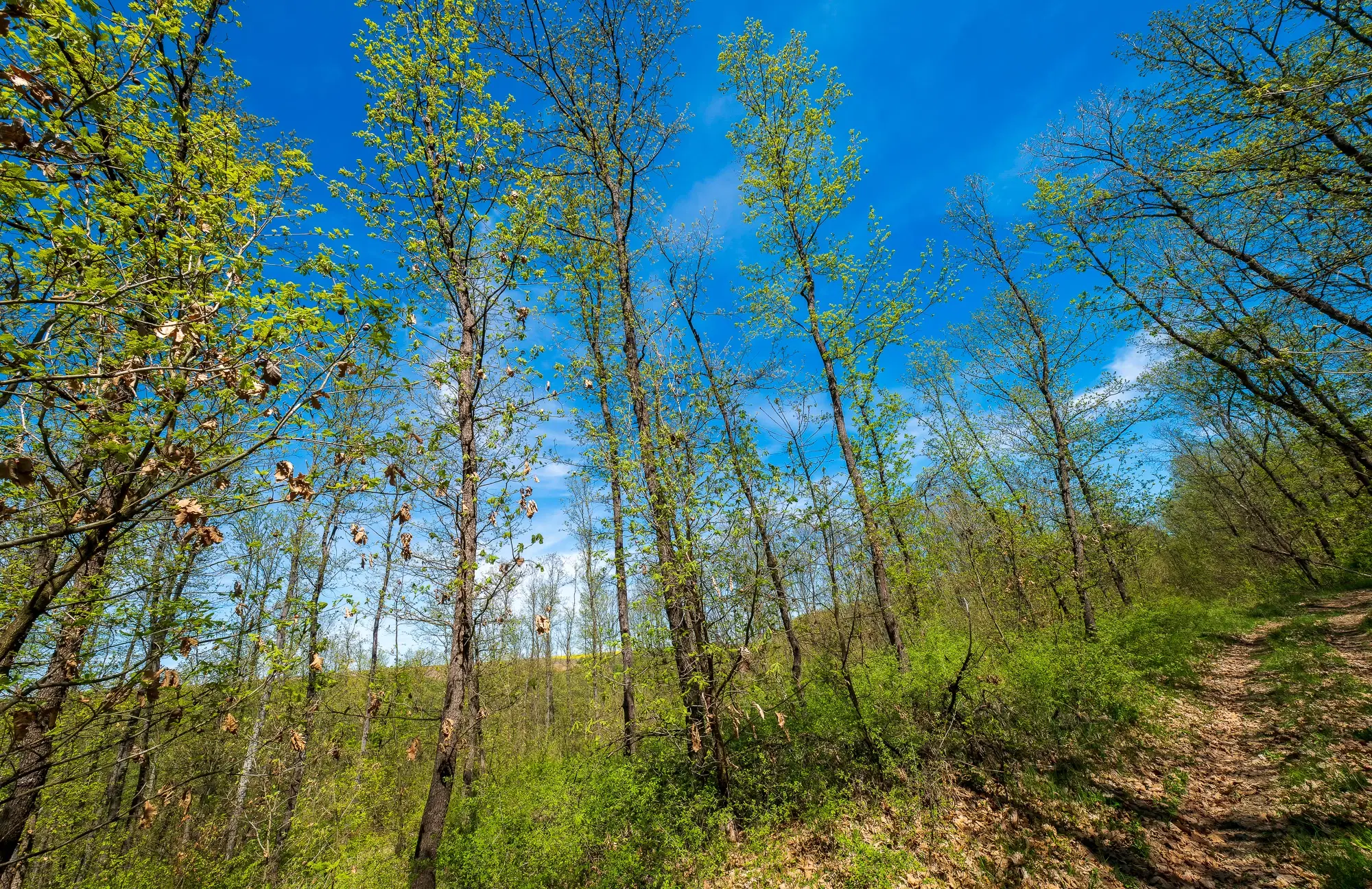 Bosbouwgrond in Makresh, regio Vidin - Bulgarije