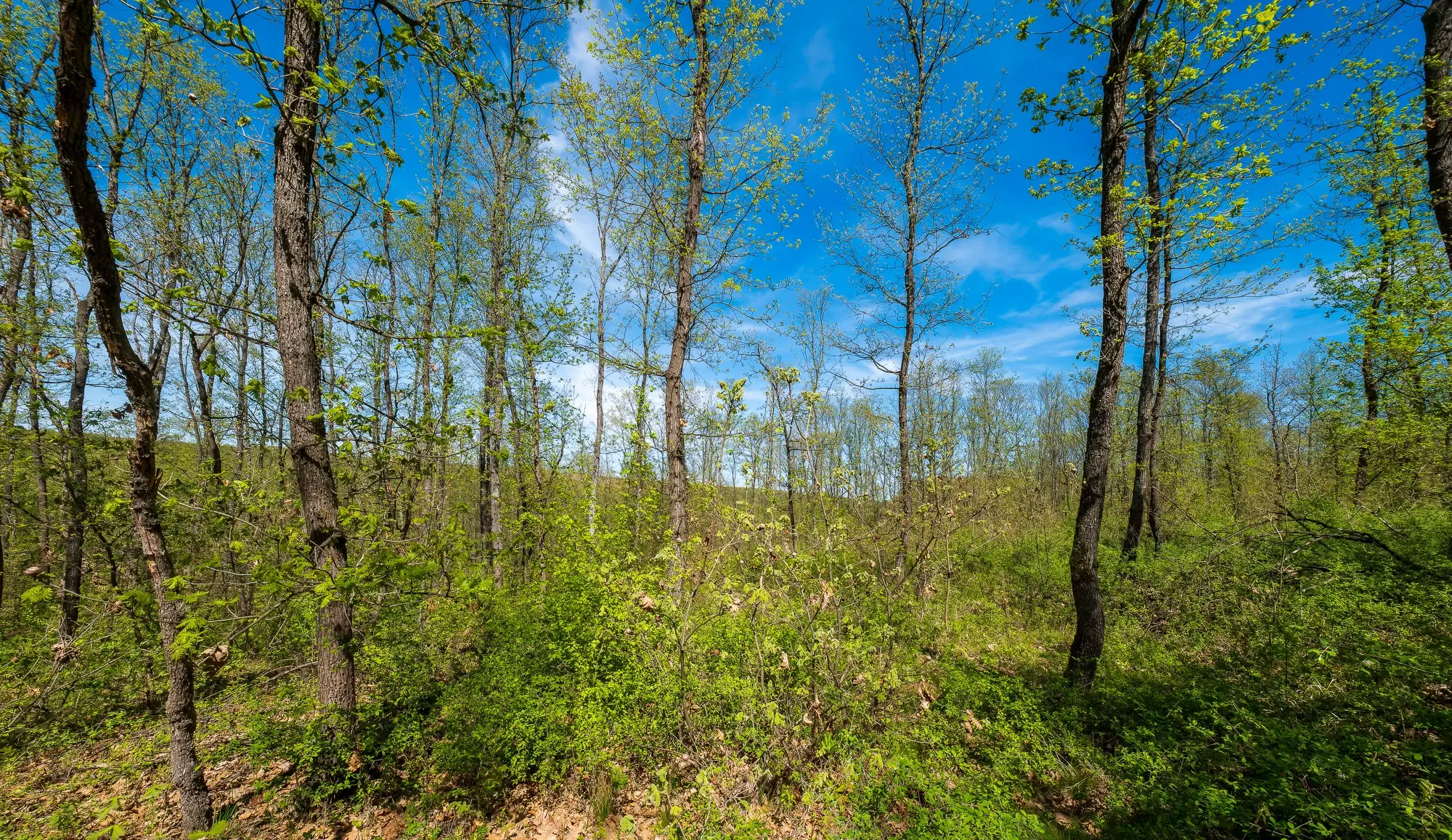 Bosbouwgrond in Makresh, regio Vidin - Bulgarije