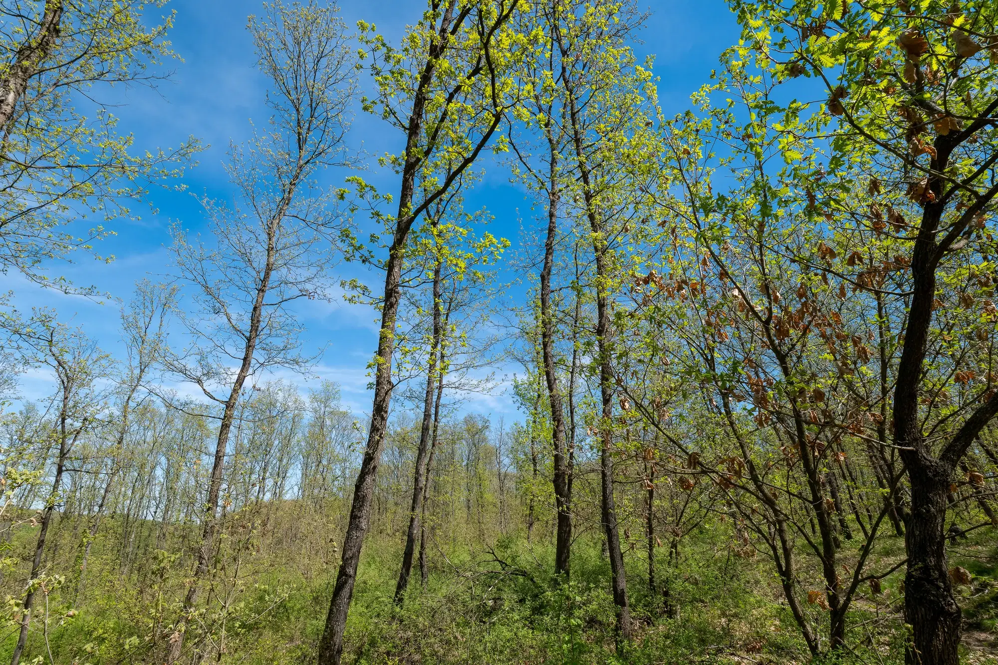 Bosbouwgrond in Makresh, regio Vidin - Bulgarije