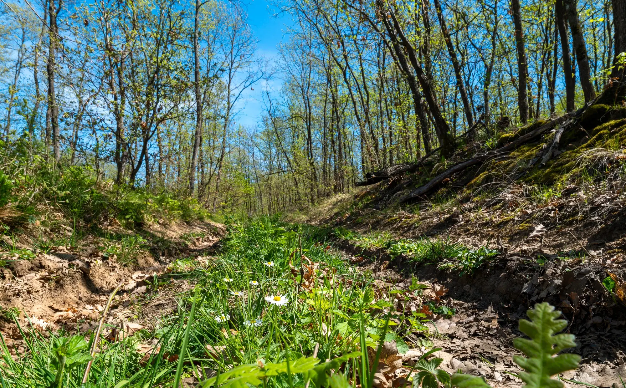 Bosbouwgrond in Makresh, regio Vidin - Bulgarije