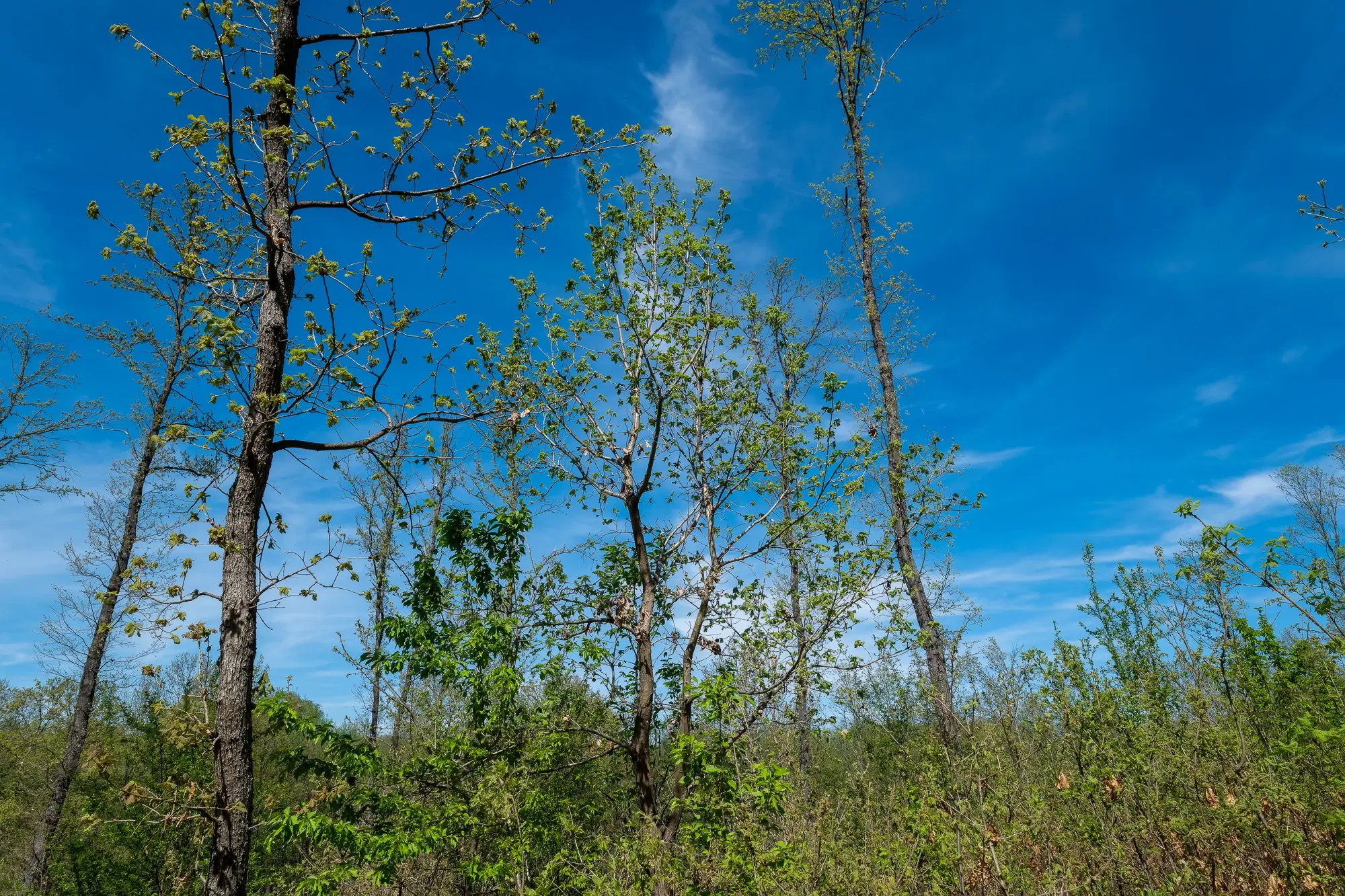 Bosbouwgrond in Makresh, regio Vidin - Bulgarije