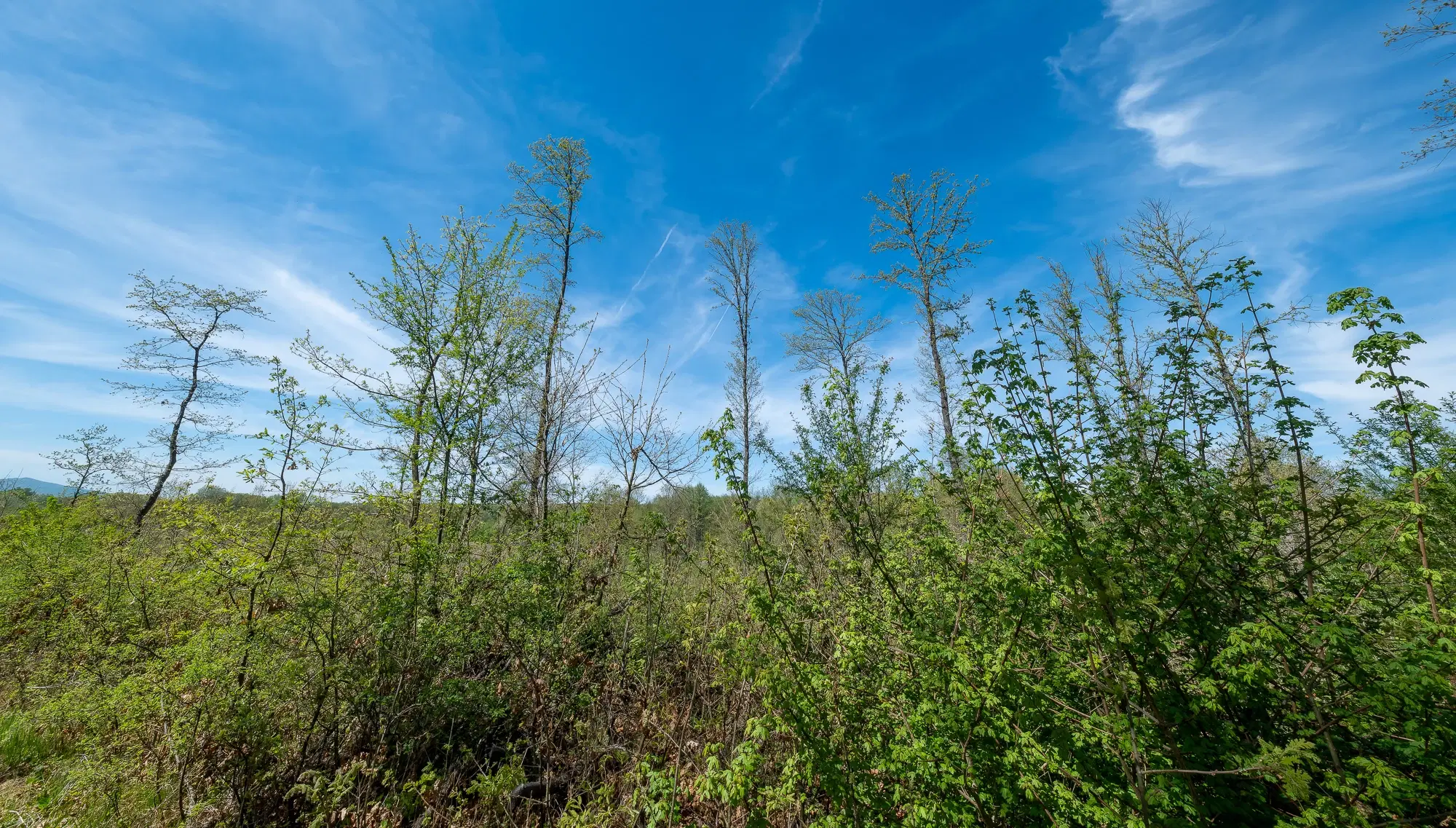 Bosbouwgrond in Makresh, regio Vidin - Bulgarije