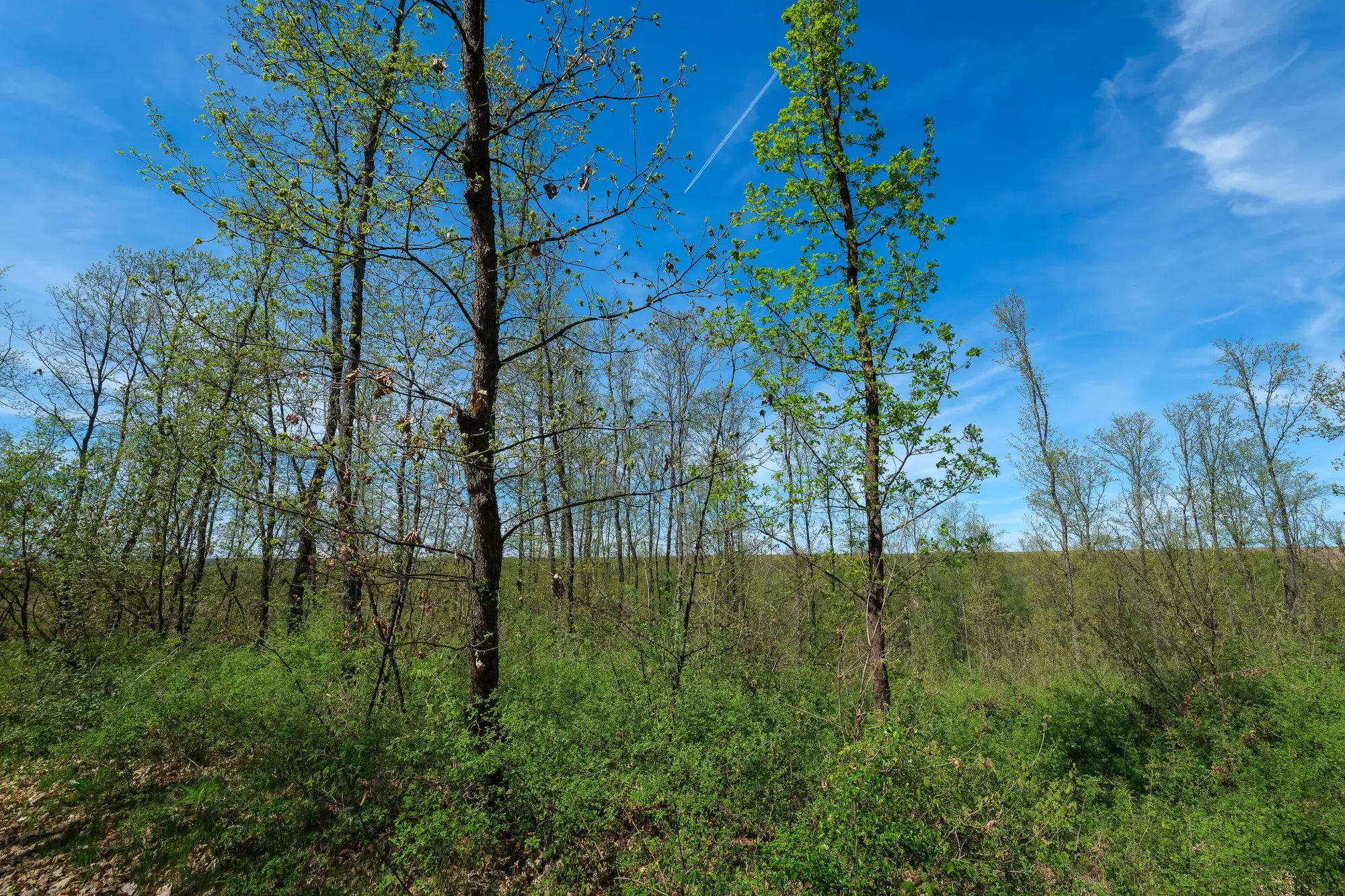 Bosbouwgrond in Makresh, regio Vidin - Bulgarije