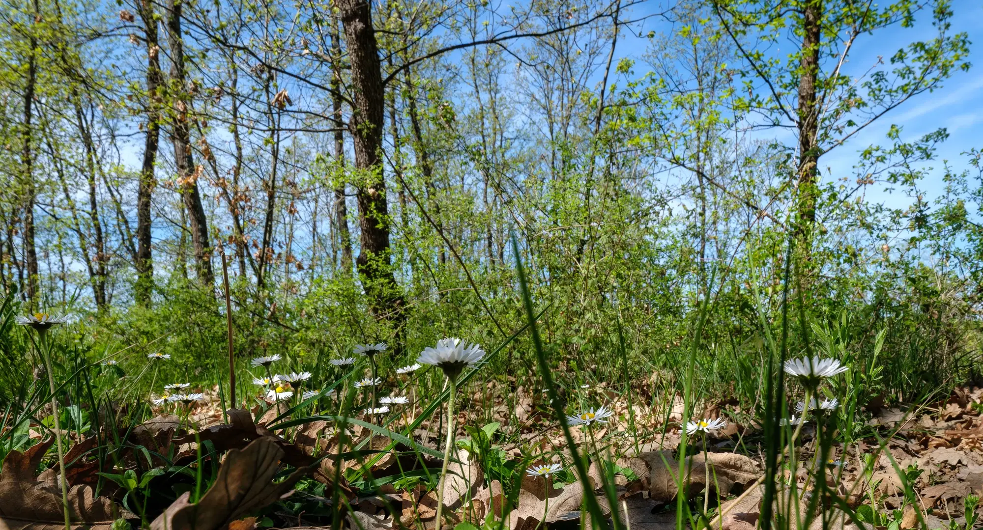 Bosbouwgrond in Makresh, regio Vidin - Bulgarije