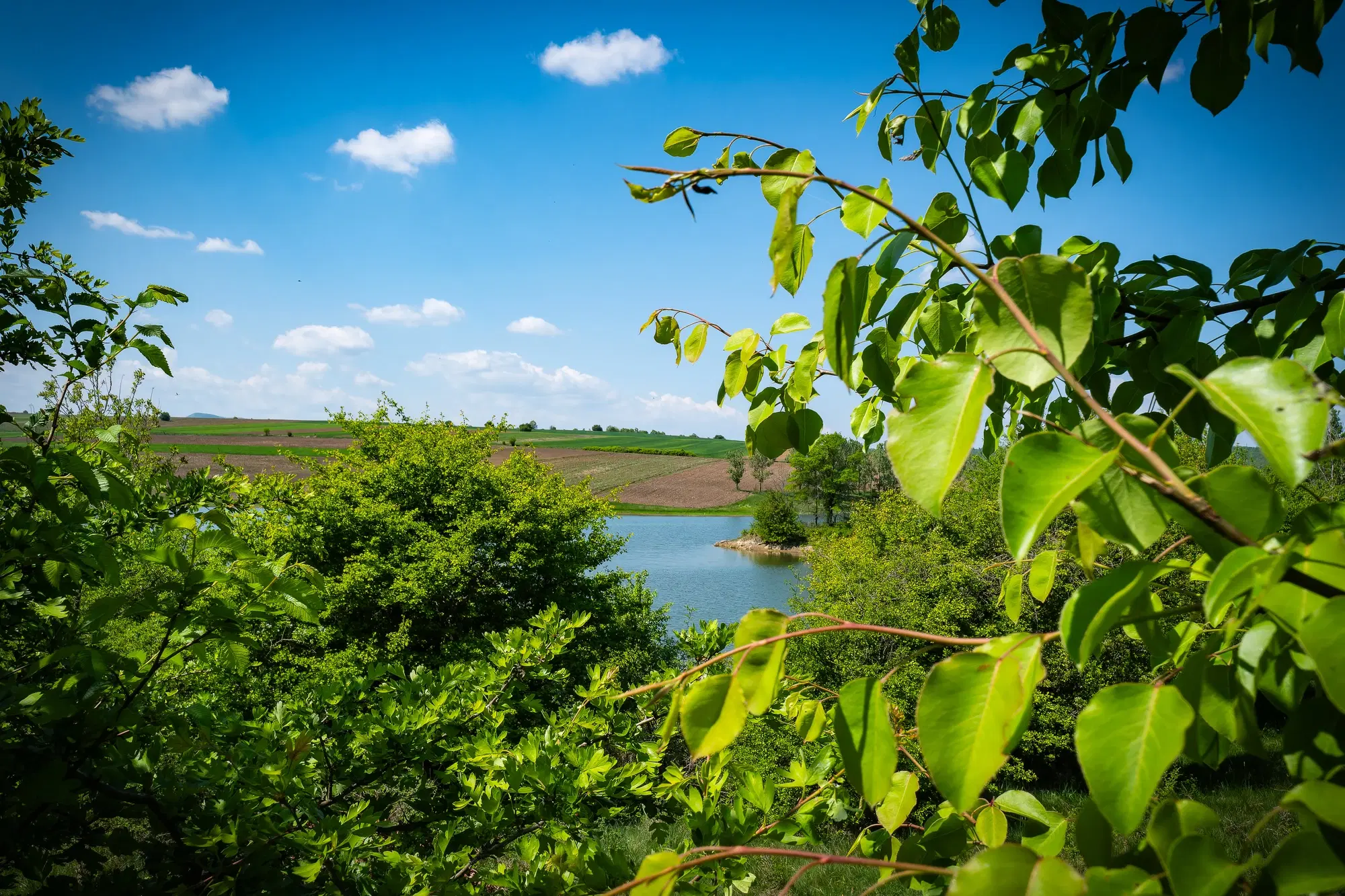 68.678 m2 Bosgrond in de regio Vidin - Bulgarije