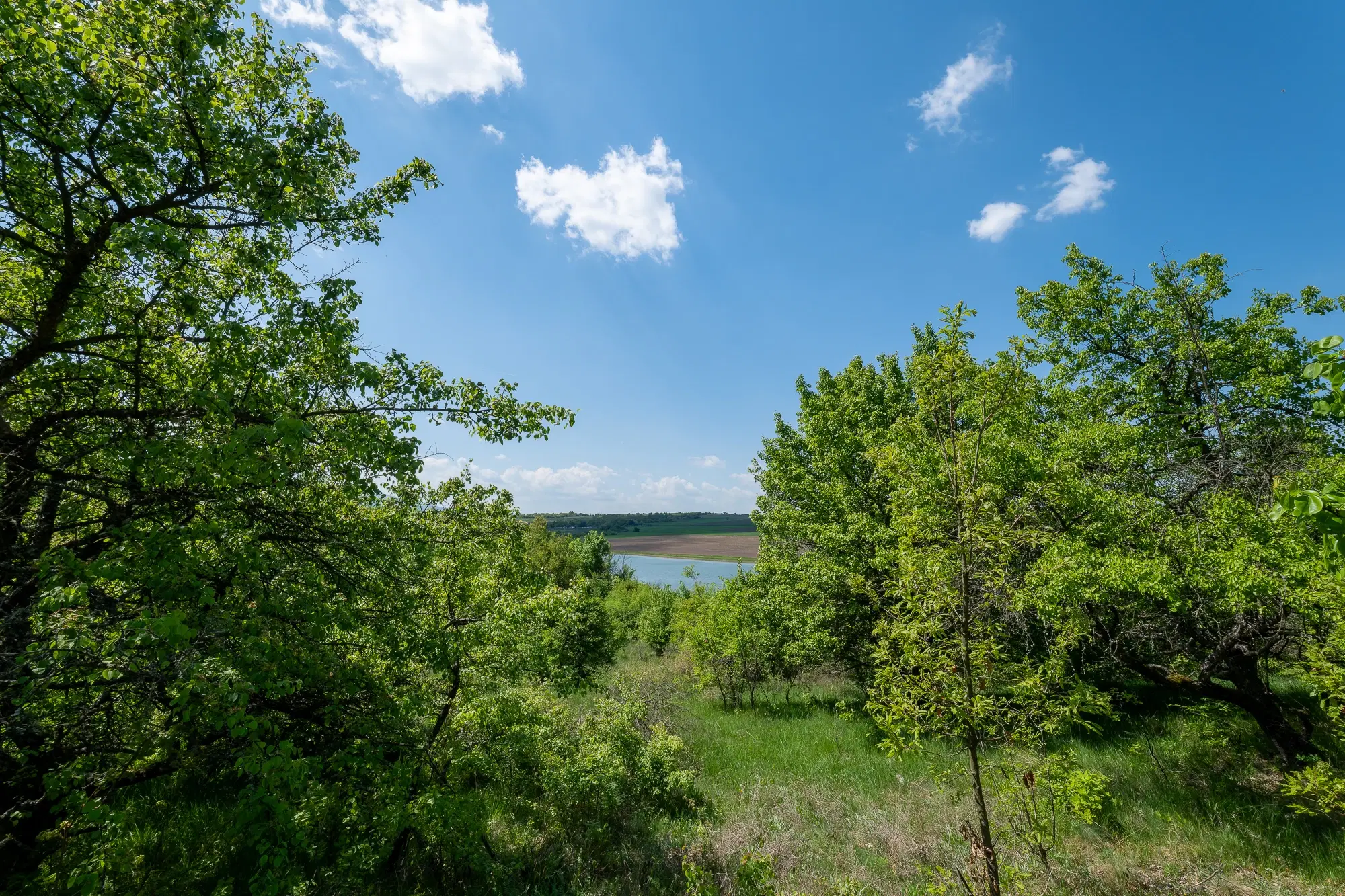 68.678 m2 Bosgrond in de regio Vidin - Bulgarije