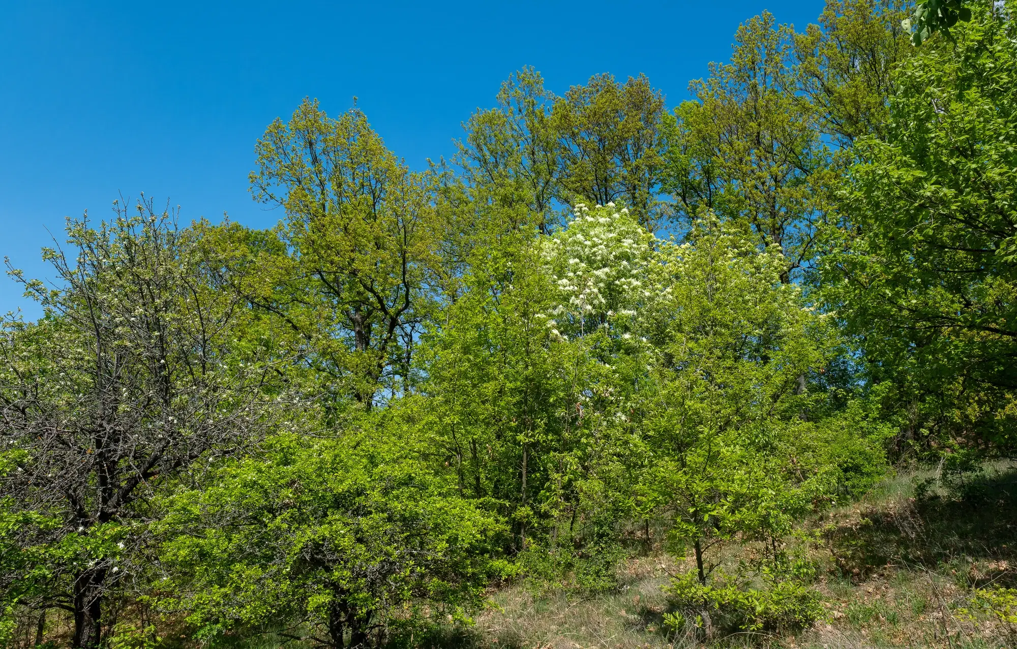 68.678 m2 Bosgrond in de regio Vidin - Bulgarije