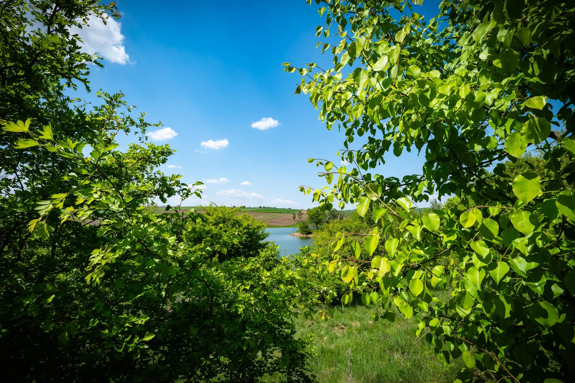 68.678 m2 Bosgrond in de regio Vidin - Bulgarije