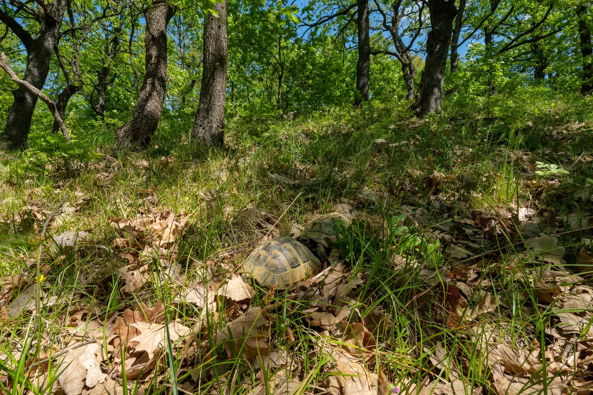 68.678 m2 Bosgrond in de regio Vidin - Bulgarije