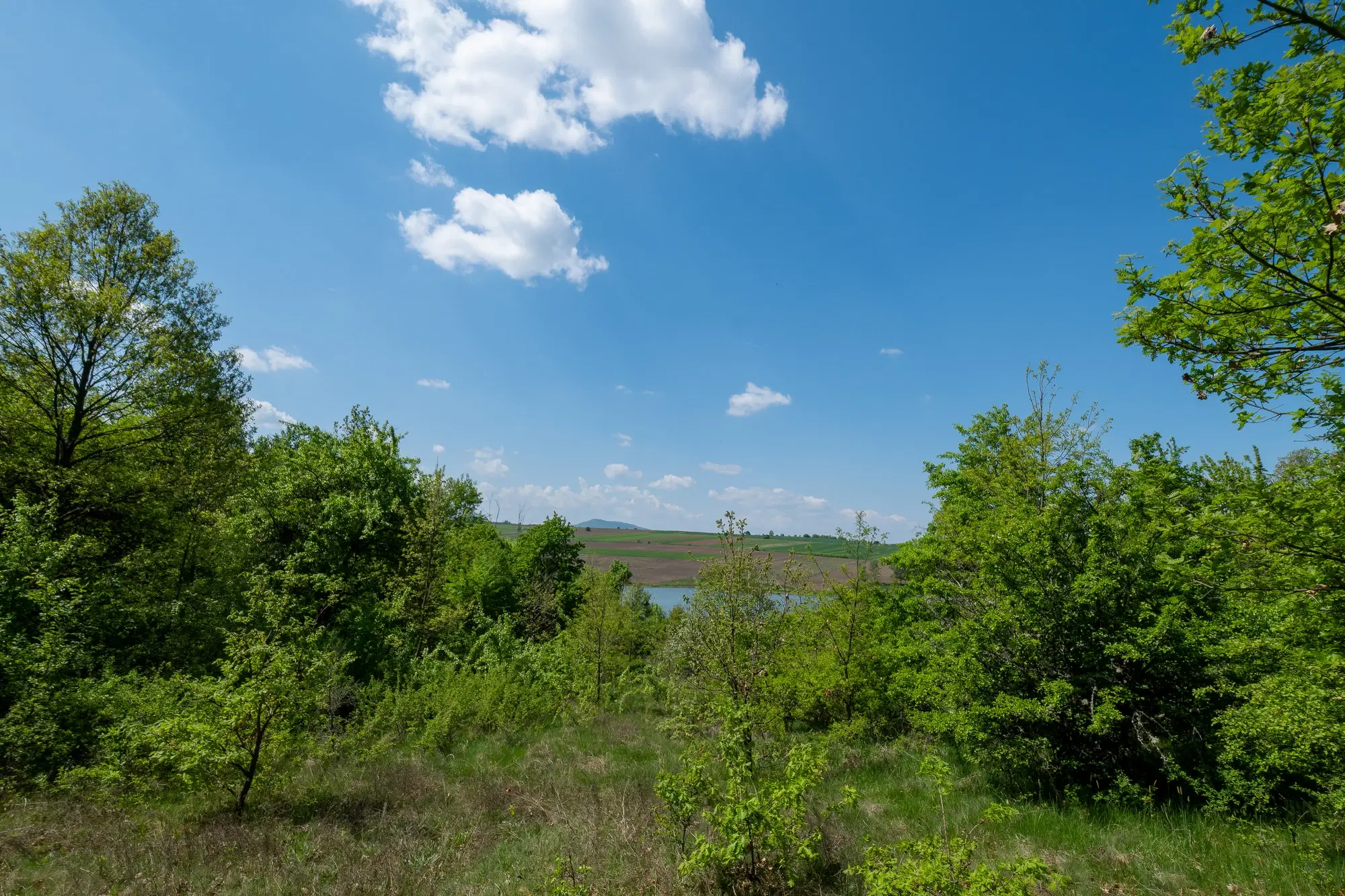 68.678 m2 Bosgrond in de regio Vidin - Bulgarije