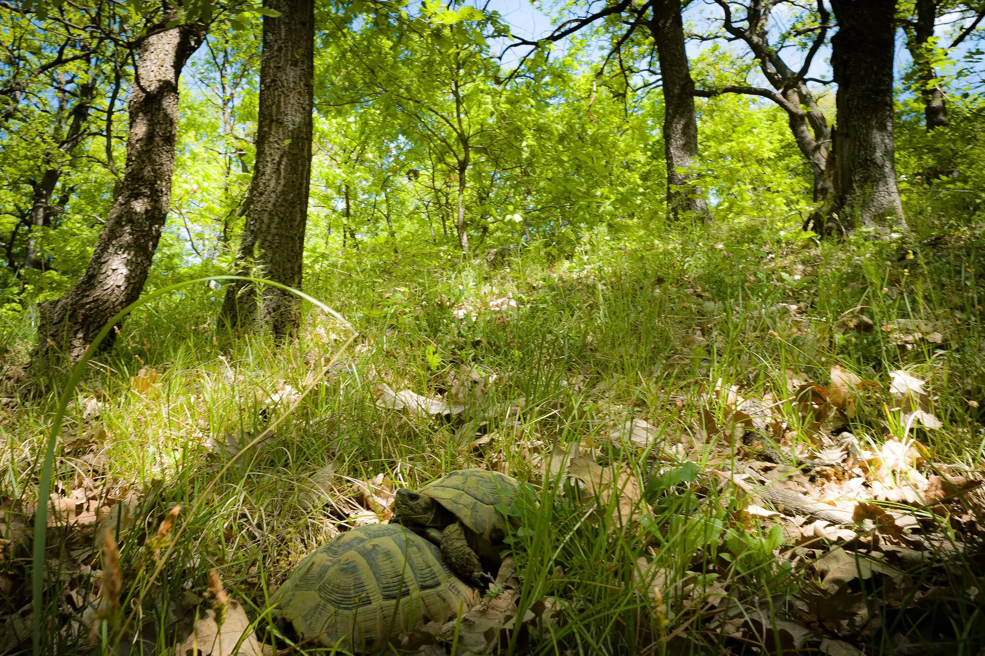 68.678 m2 Bosgrond in de regio Vidin - Bulgarije