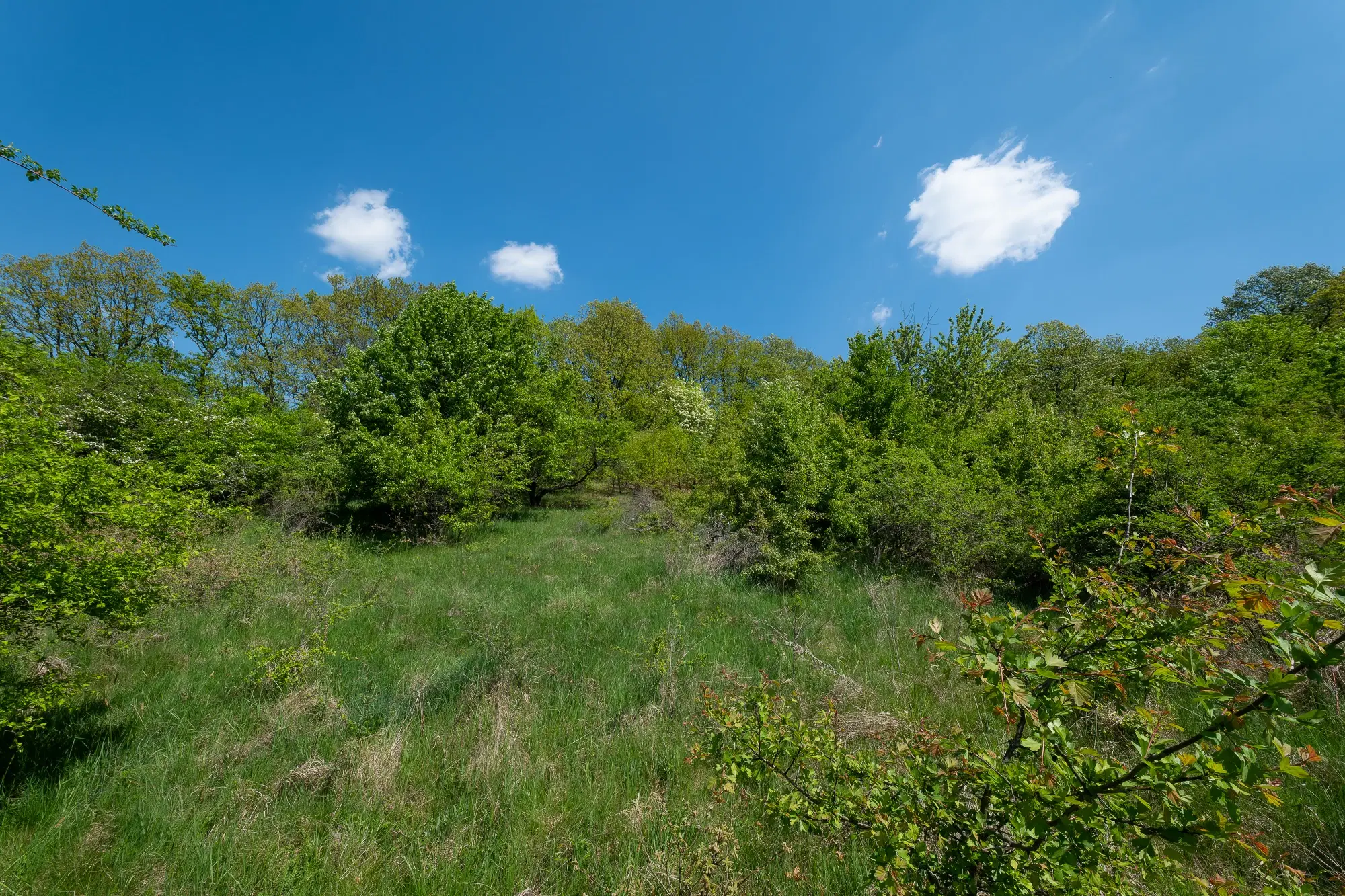 68.678 m2 Bosgrond in de regio Vidin - Bulgarije