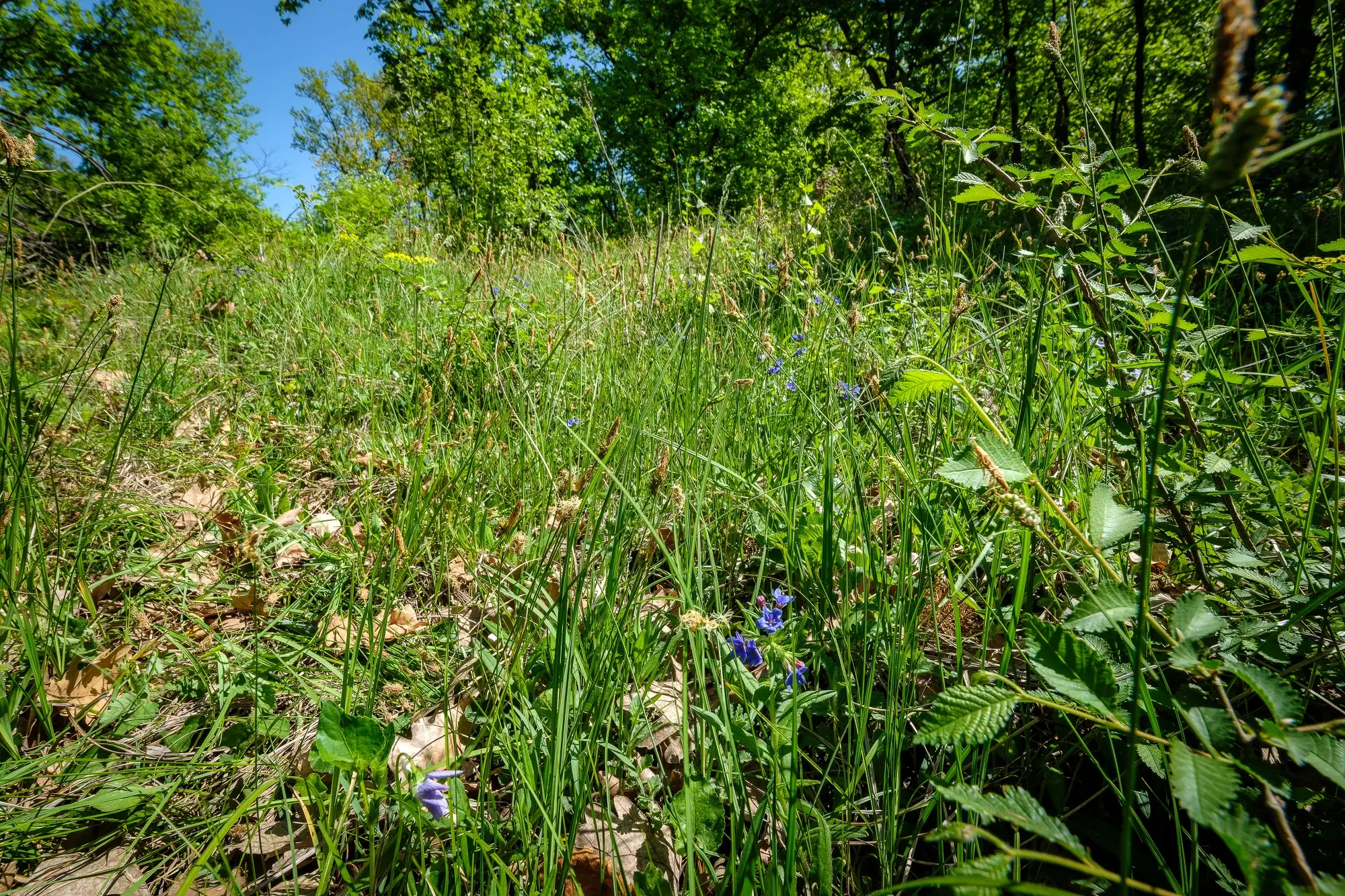 68.678 m2 Bosgrond in de regio Vidin - Bulgarije