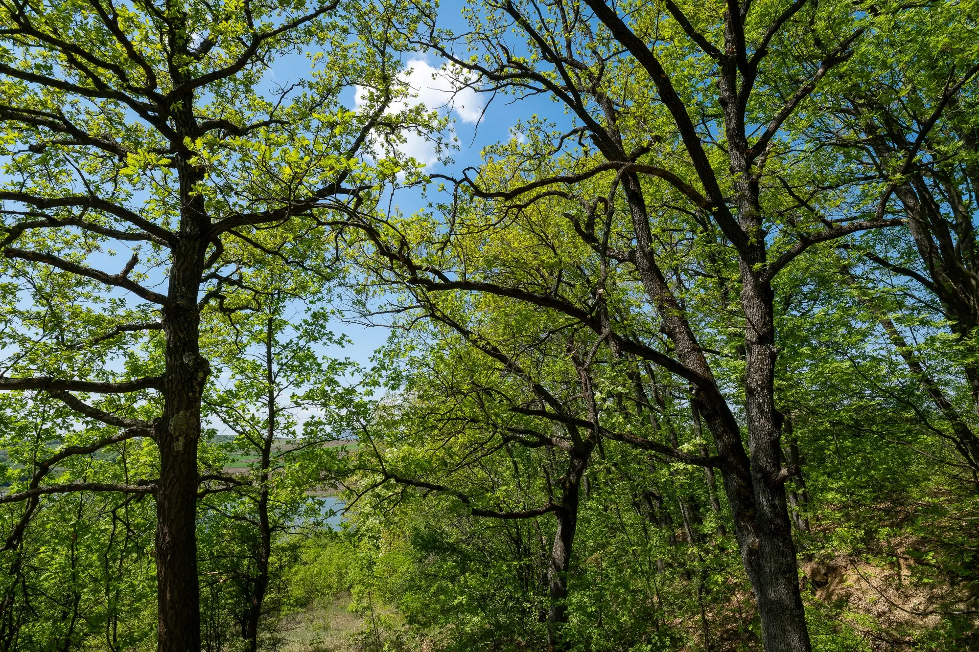 68.678 m2 Bosgrond in de regio Vidin - Bulgarije