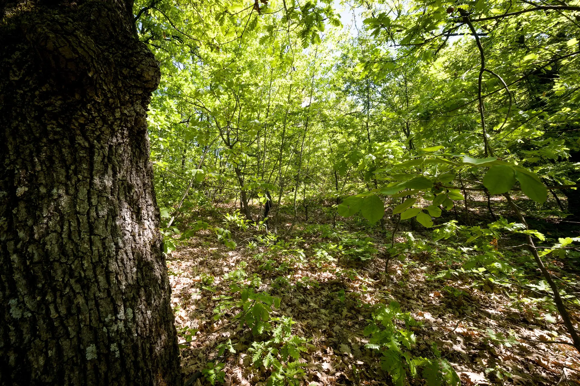 68.678 m2 Bosgrond in de regio Vidin - Bulgarije