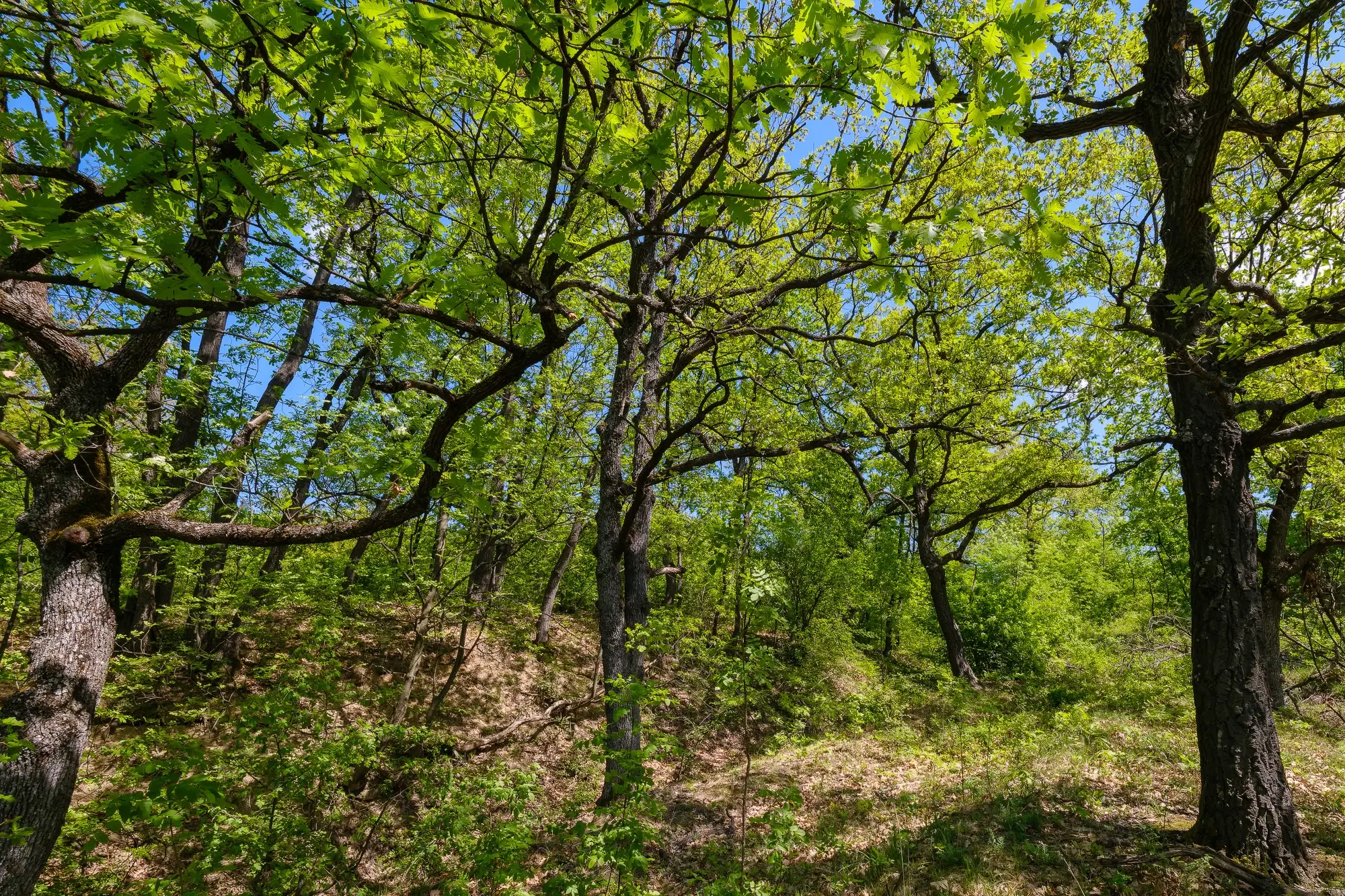 68.678 m2 Bosgrond in de regio Vidin - Bulgarije