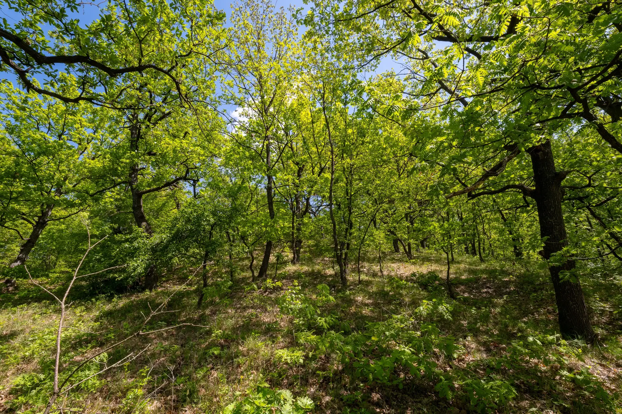 68.678 m2 Bosgrond in de regio Vidin - Bulgarije