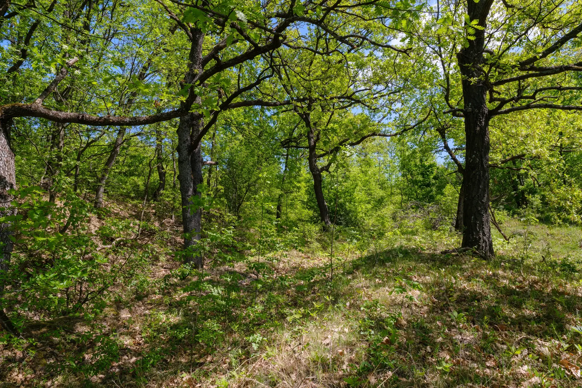 68.678 m2 Bosgrond in de regio Vidin - Bulgarije