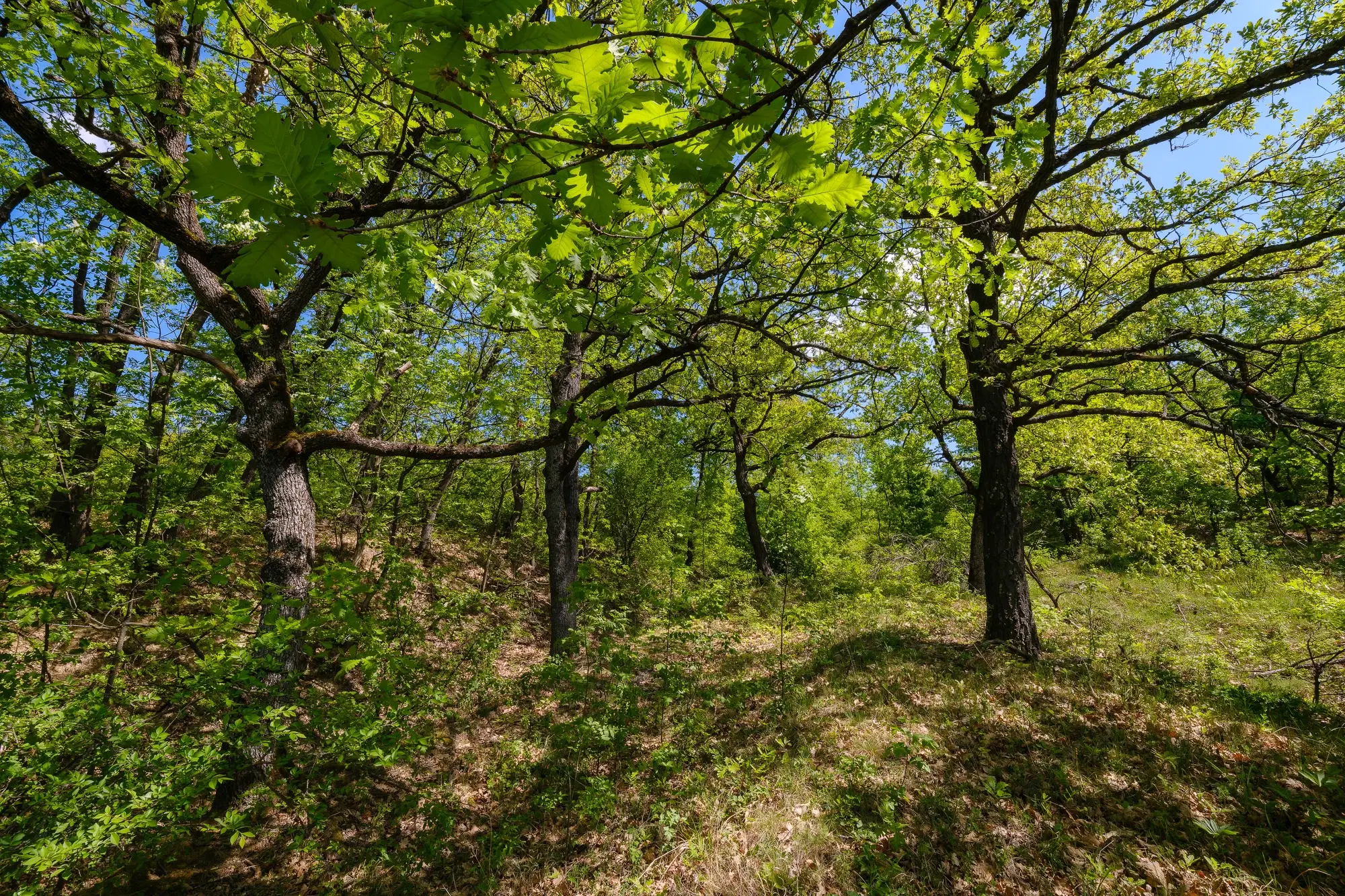 68.678 m2 Bosgrond in de regio Vidin - Bulgarije