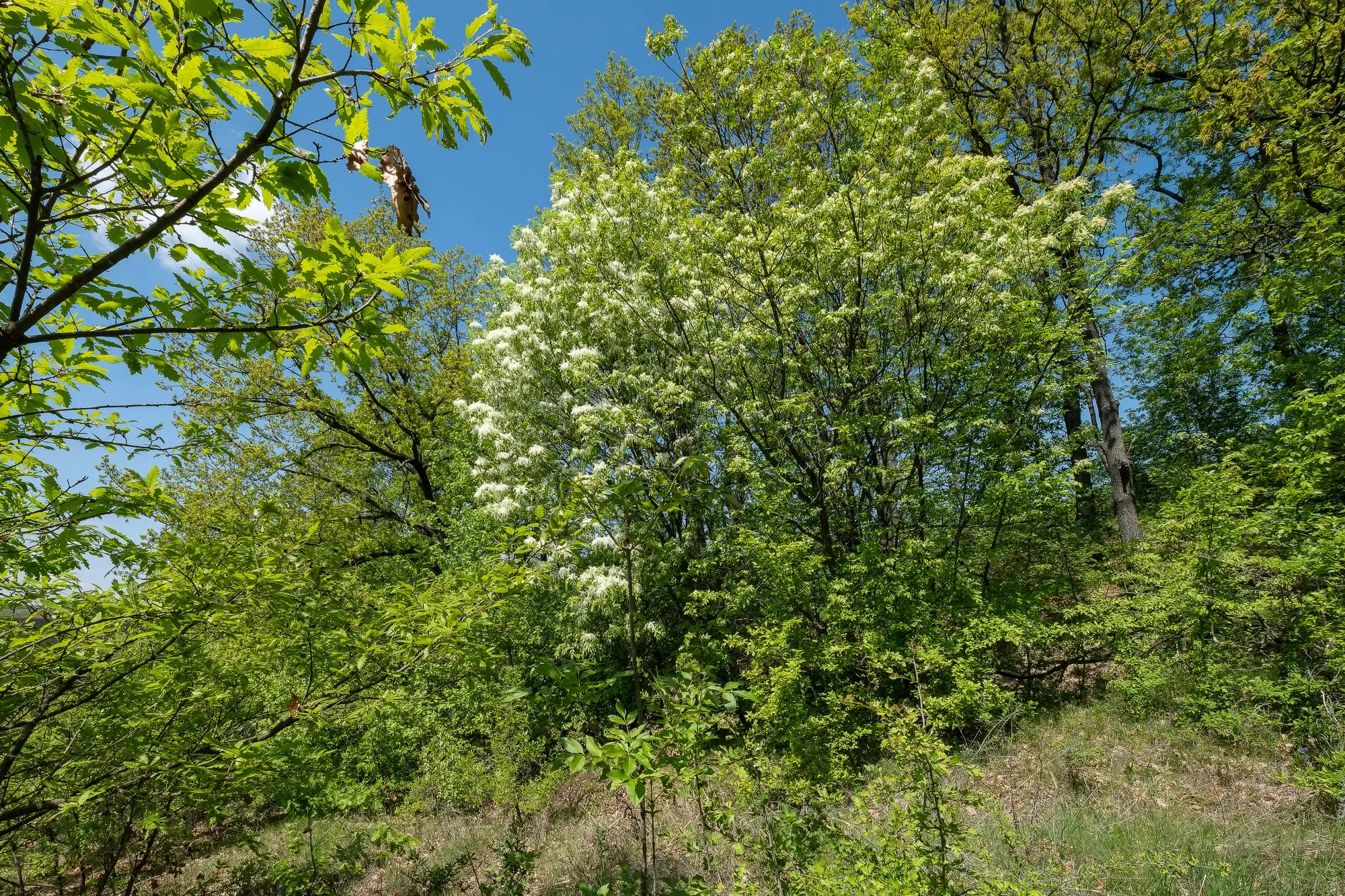 68.678 m2 Bosgrond in de regio Vidin - Bulgarije