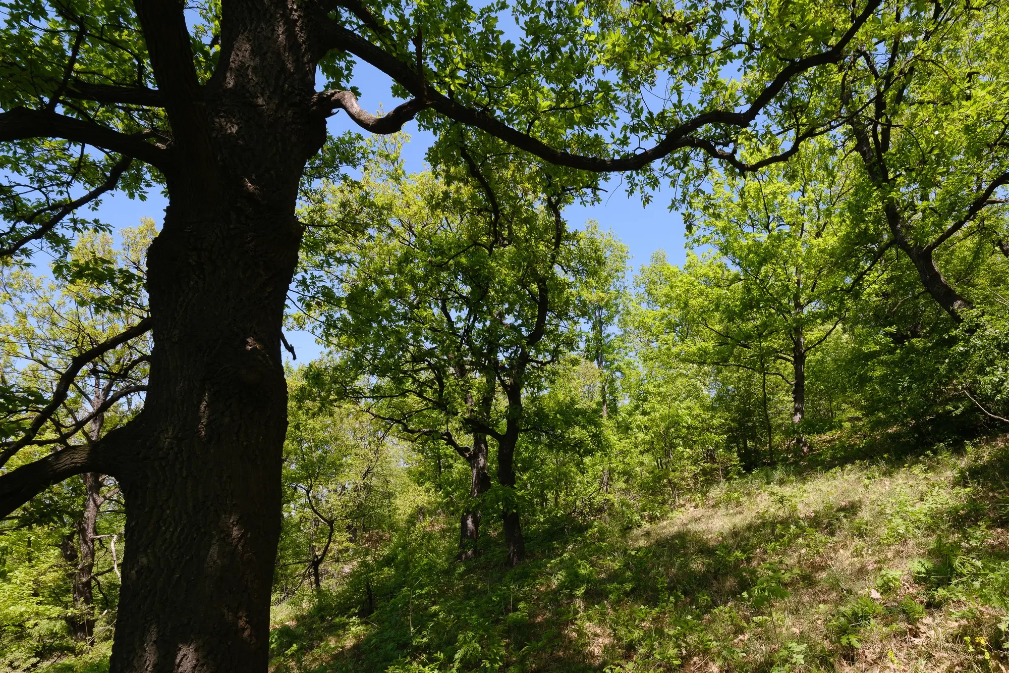 68.678 m2 Bosgrond in de regio Vidin - Bulgarije