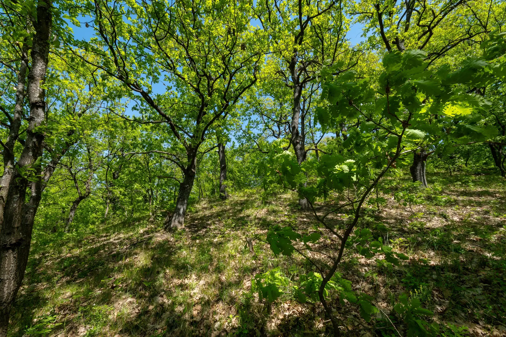 68.678 m2 Bosgrond in de regio Vidin - Bulgarije